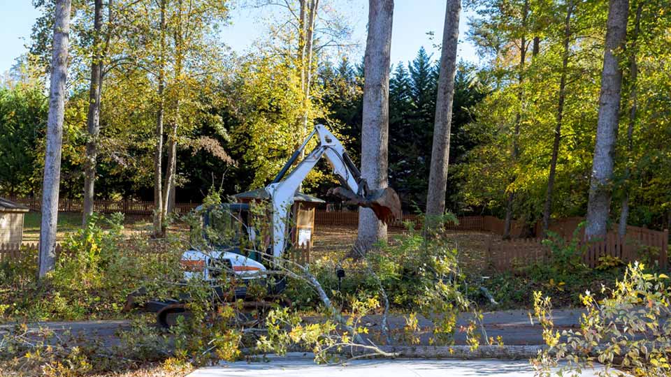 Tree Mitigation